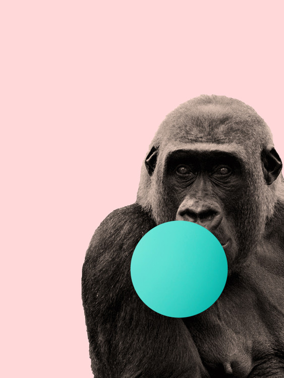 Valokuvatapetti Bubblegum gorilla