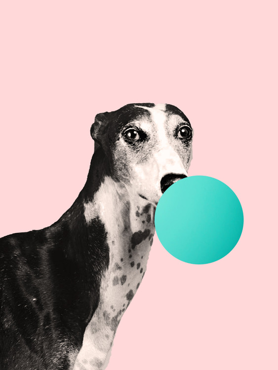 Valokuvatapetti bubblegumdog