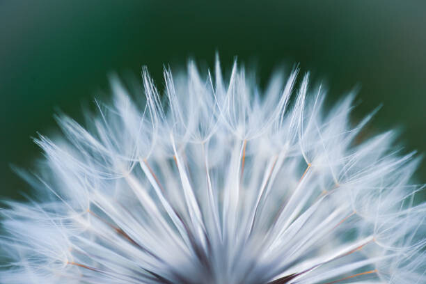 Valokuvatapetti Close up shot of dandelion flower