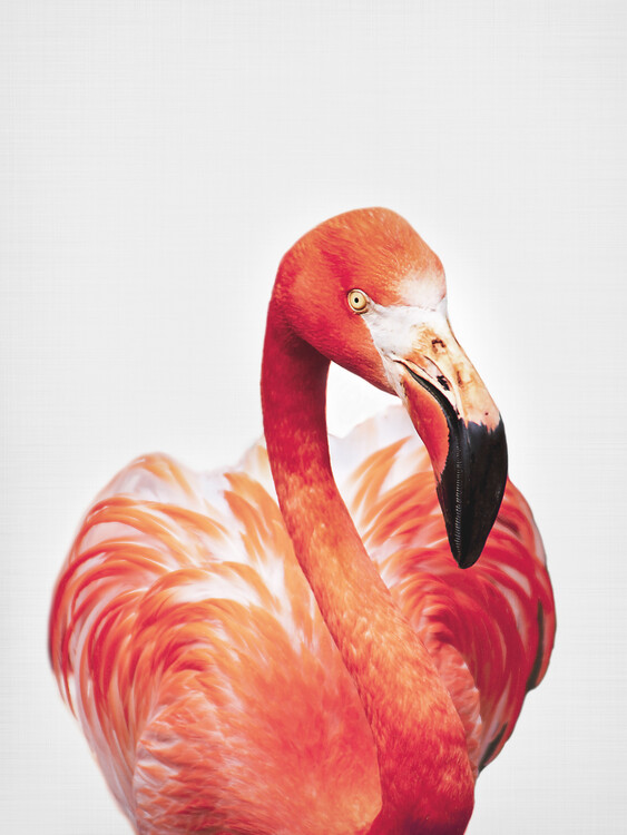 Valokuvatapetti Flamingo