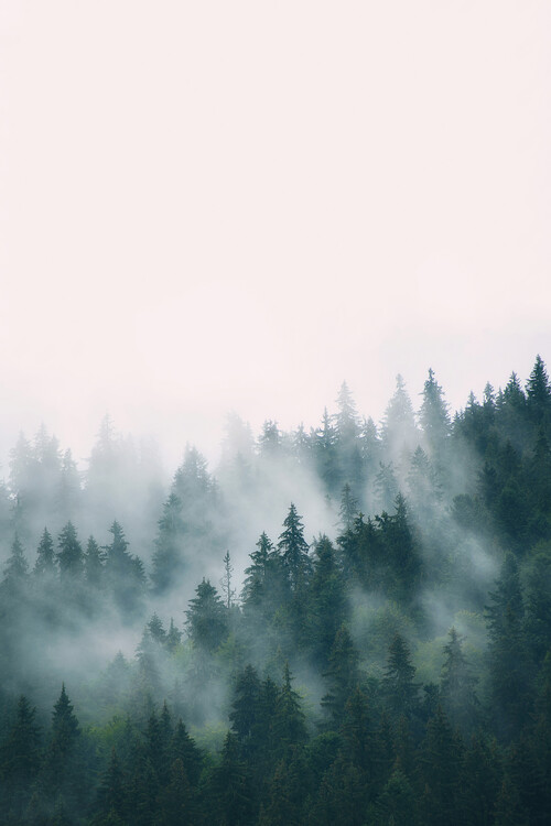 Valokuvatapetti Fog and forest