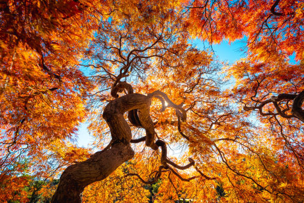 Valokuvatapetti Japanese Maple tree in autumn, Japan