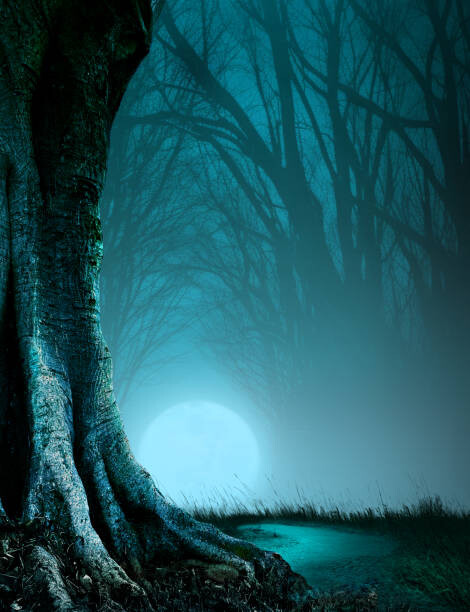 Valokuvatapetti Path Through A Haunted Forest