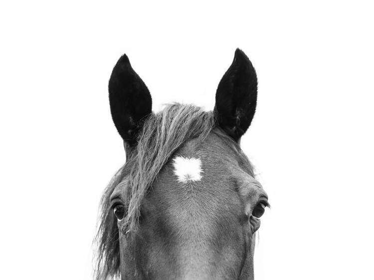 Valokuvatapetti Peeking Horse
