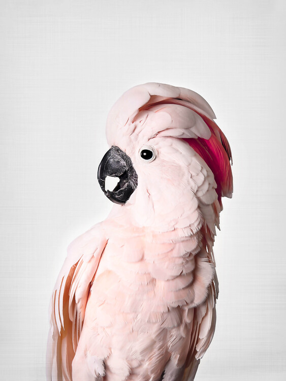 Valokuvatapetti Pink Cockatoo