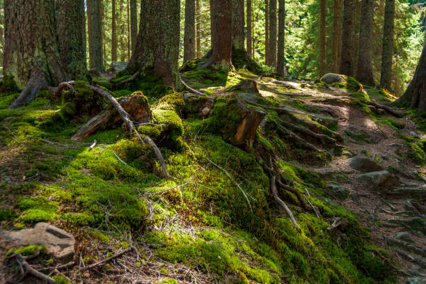 Valokuvatapetti Sunny spring forest in Carpathian mountains.