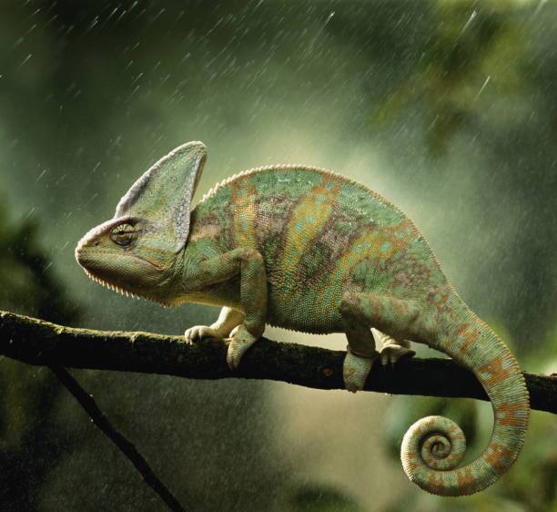 Sticker Veiled chameleon  on branch during