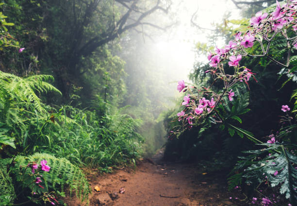 Μπλουζάκι Walking Path On Madeira Island