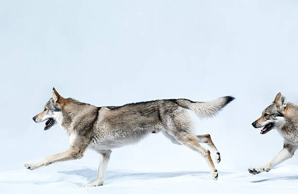 Ταπετσαρία 2 wolves running