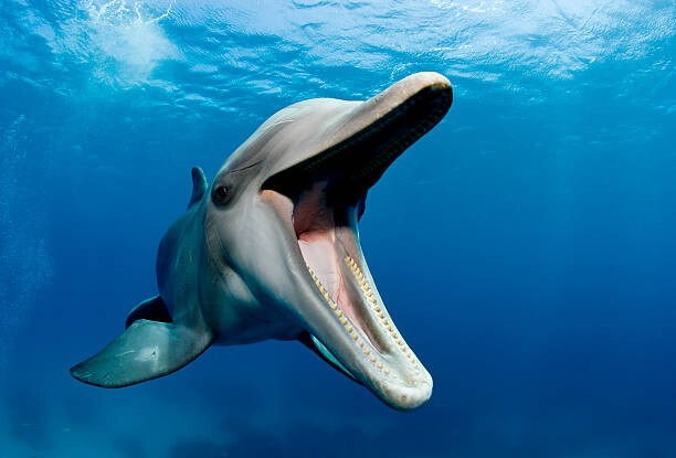 Wall Mural Atlantic bottlenose dolphin, Tursiops truncatus