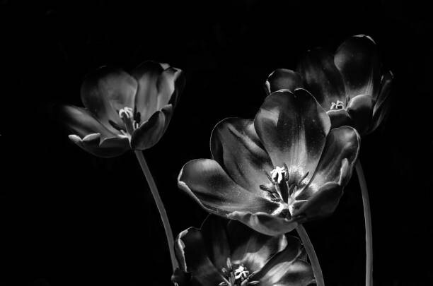 Wall Mural Black and white tulips