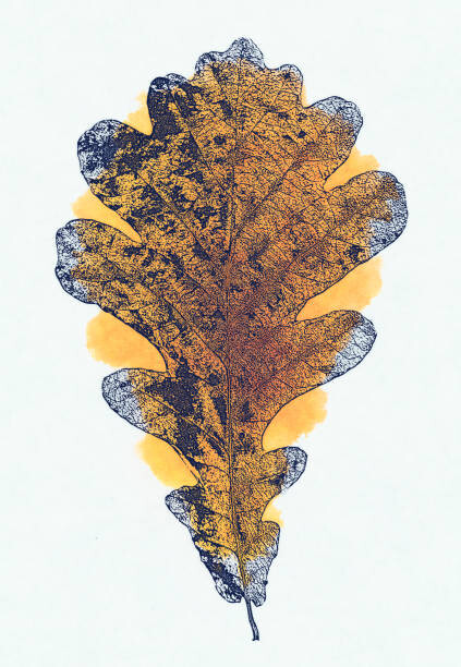 Фототапет Blue Oak leave composition, herbarium, autumn bouquet