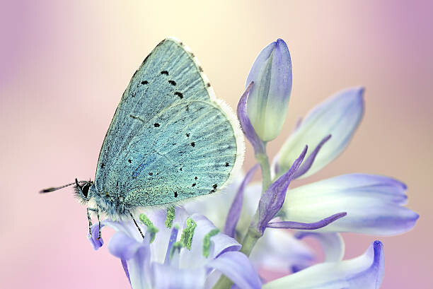 Ταπετσαρία Butterfly
