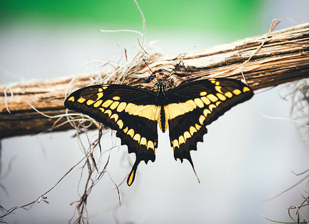 Wall Mural Butterfly
