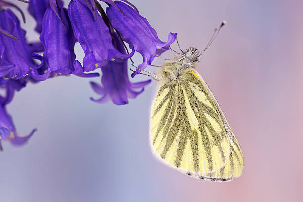 Wall Mural Cabbage butterfly