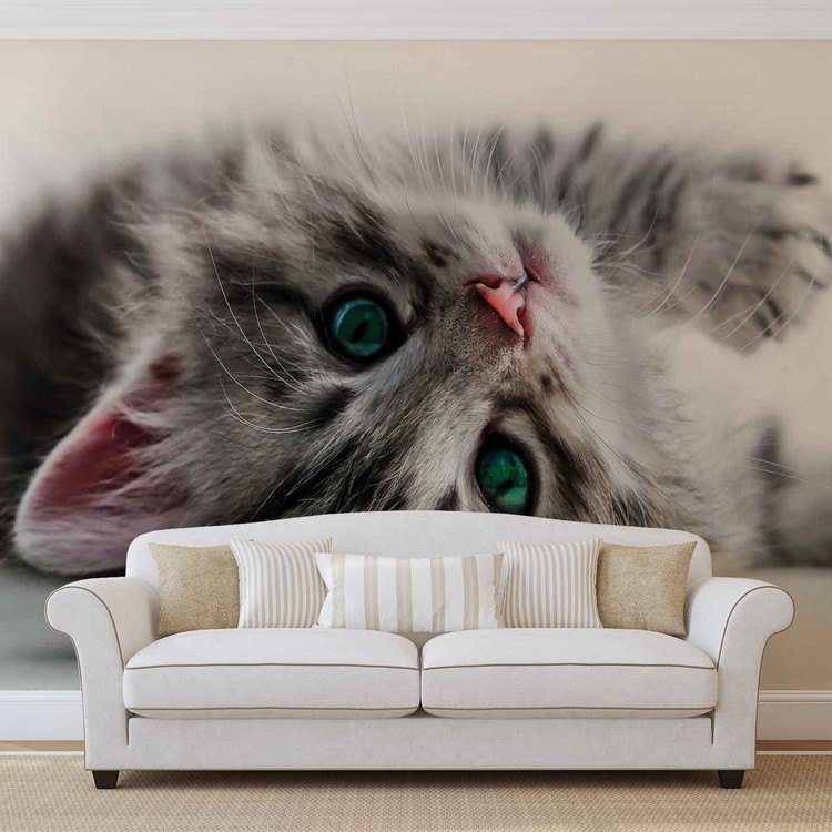 Cat Kitten Wall Paper Mural | Buy at EuroPosters