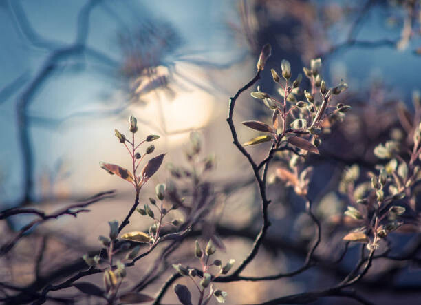 Фототапет Close-up of flowering plant against sky,Bonn,Germany