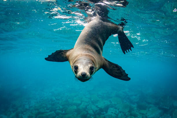 Wall Mural Close-up of seal swimming in sea