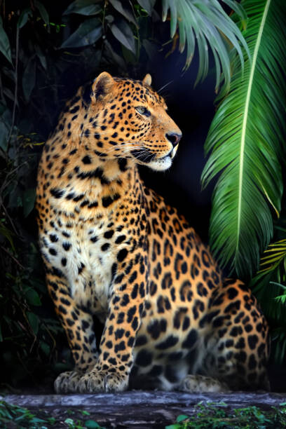 Wall Mural Close young leopard portrait in jungle