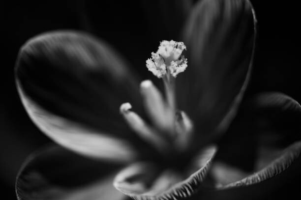 Ταπετσαρία Crocus study