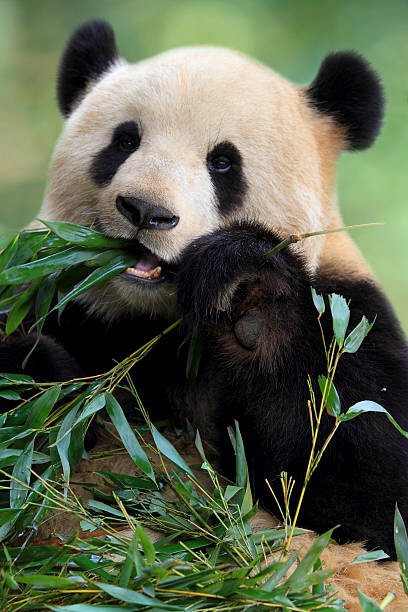 Ταπετσαρία Cute Panda