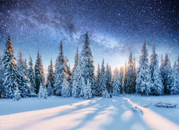 Wall Mural Dairy Star Trek in the winter woods