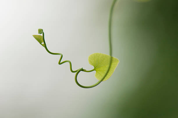 Wall Mural Delicate plant tendril