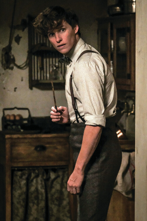 Wall Mural Fantastic Beasts - Newt