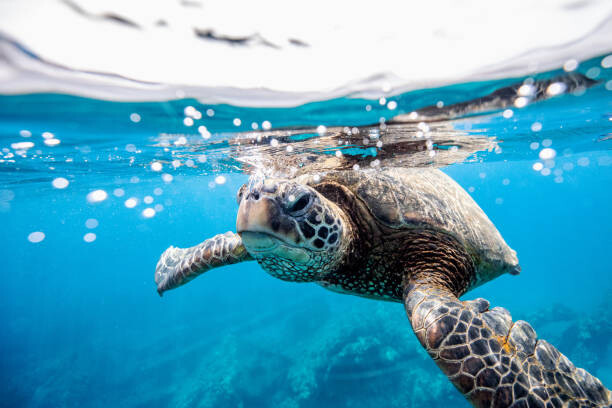 Wall Mural Green turtle at the water surface
