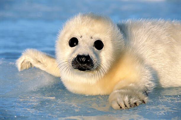 Wall Mural HARP SEAL PUP , MAGDALEN IS.,