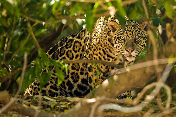 Ταπετσαρία Jaguar