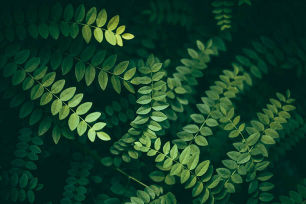 Ταπετσαρία Leaf Background