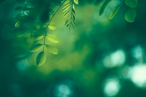 Ταπετσαρία Leaf Background