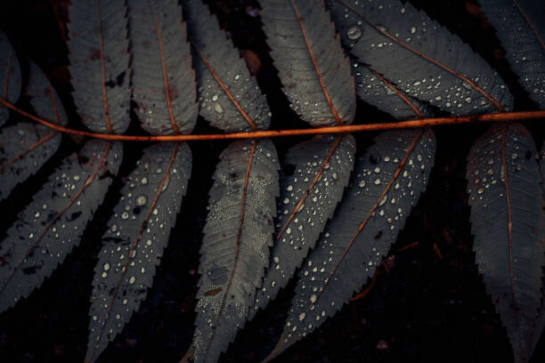 Фототапет Leaf of Staghorn sumac, close-up