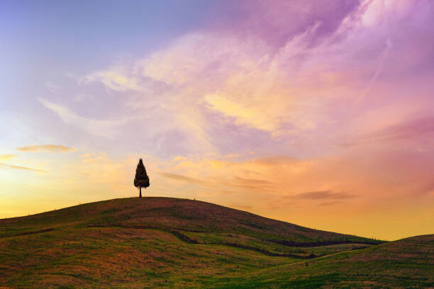Wall Mural Lonely Cypress Tree In Tuscany