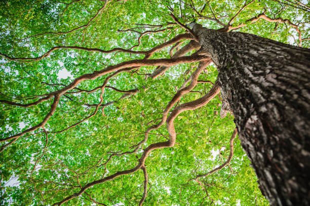 Wall Mural New green leaf tree in nature forest
