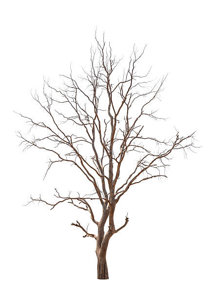 Ταπετσαρία Old and dead tree