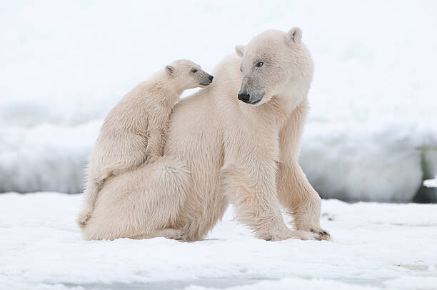 Wall Mural Polar bear