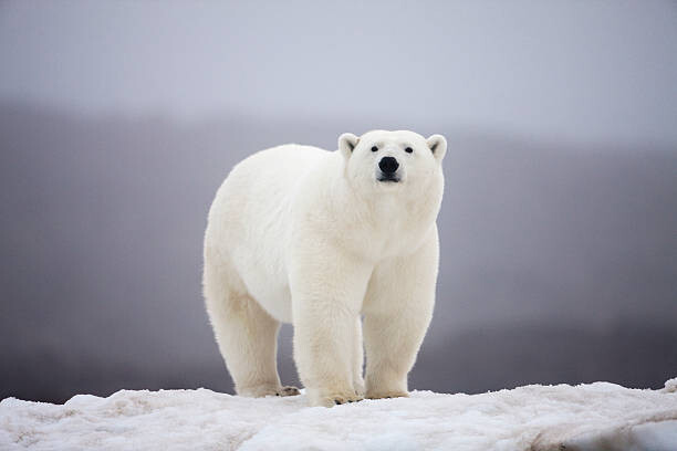 Wall Mural Polar Bear on ice