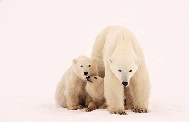 Wall Mural Polar Bear Sibling Affection