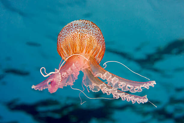 Wall Mural PURPLE-STRIPED JELLY FISH