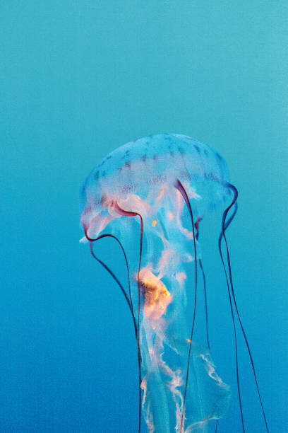 Wall Mural Purple striped jellyfish, Chrysaora colorata