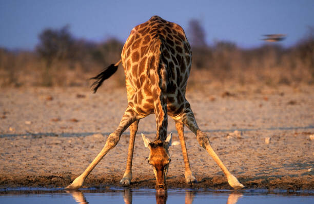 Фототапет Southern Giraffe Drinking at Water Hole