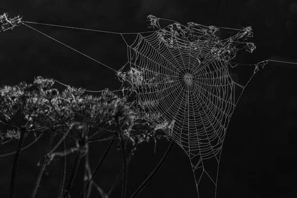 Ταπετσαρία Spiders web
