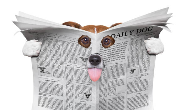 Wall Mural spy dog reading a newspaper