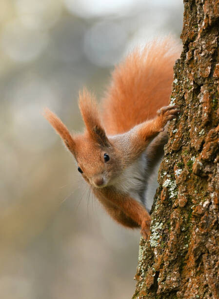 Ταπετσαρία Squirell