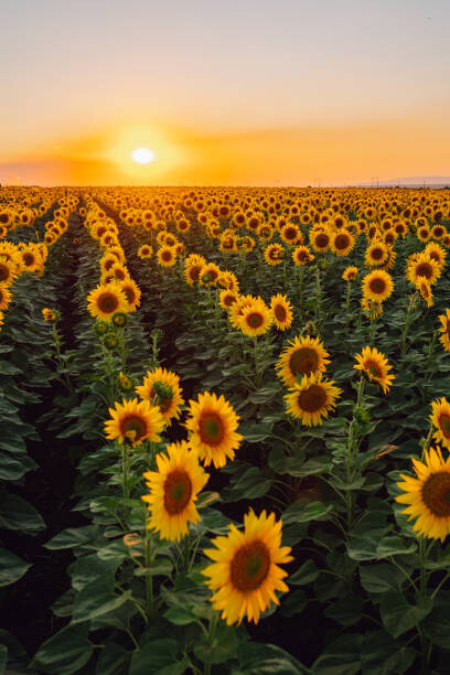 Ταπετσαρία Sunflower field