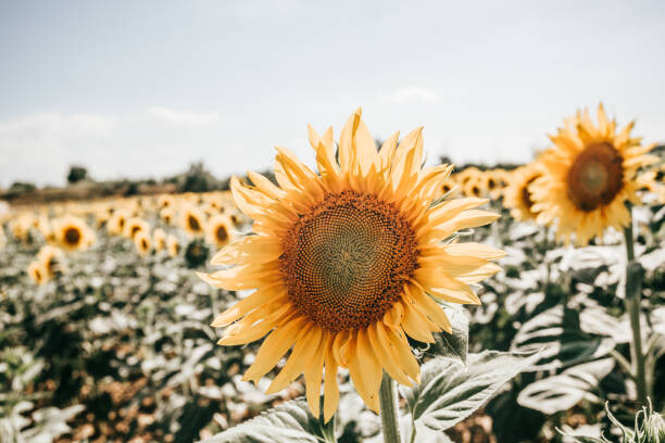 Wall Mural sunflowers in Italy