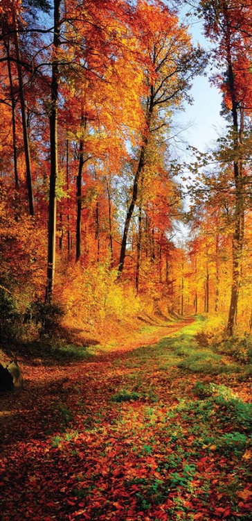 Sunrise In Autumn Forest Wall Paper Mural Buy At Europosters