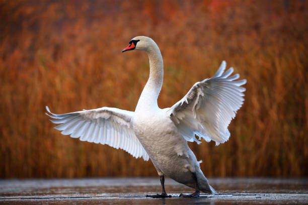 Ταπετσαρία Swan on ice